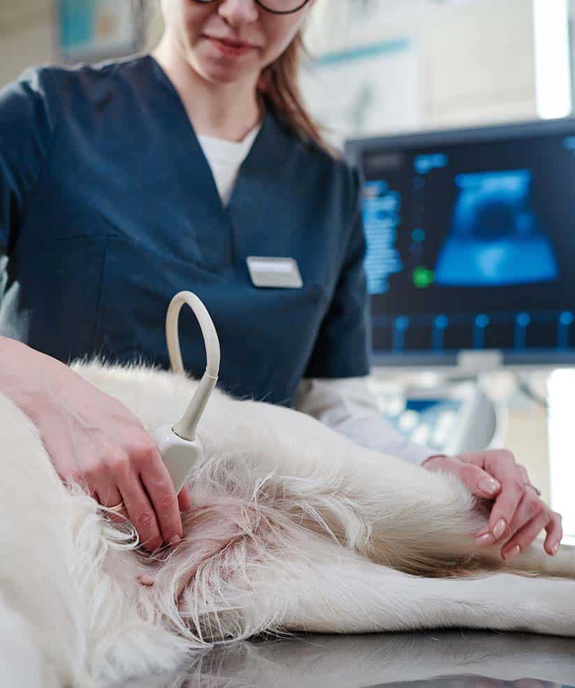 GABARI SERVICES_0000_veterinarian-doing-ultrasound-in-clinic