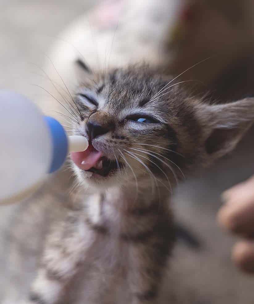 SERVICES_0000_human-feeding-milk-for-adorable-little-baby-kitten