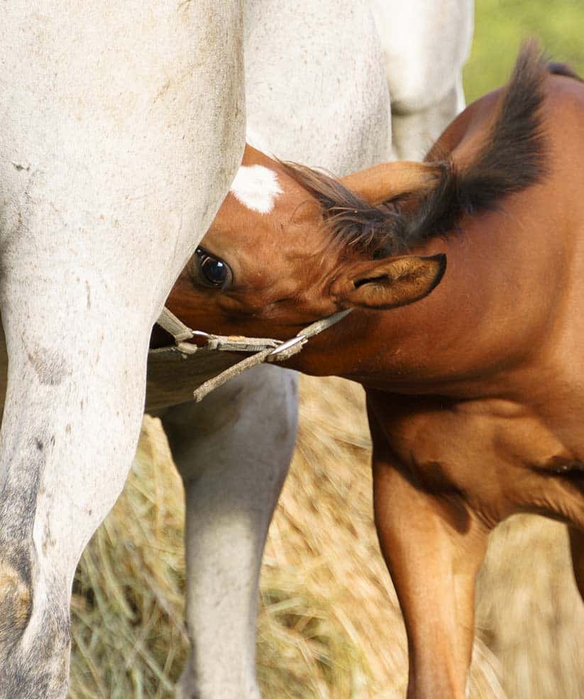 SERVICES_0001_small-bay-foal-in-halter-and-with-white-spot-on-its-forehead-drinks-moms-milk