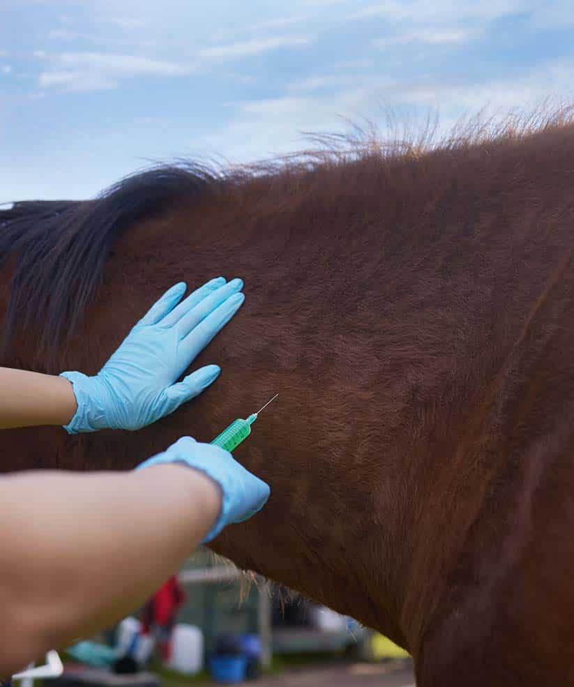 SERVICES_0004_helping-animals-is-so-rewarding-shot-of-unrecognizable-veterinarian-doing-checkup-on-horse-on-farm