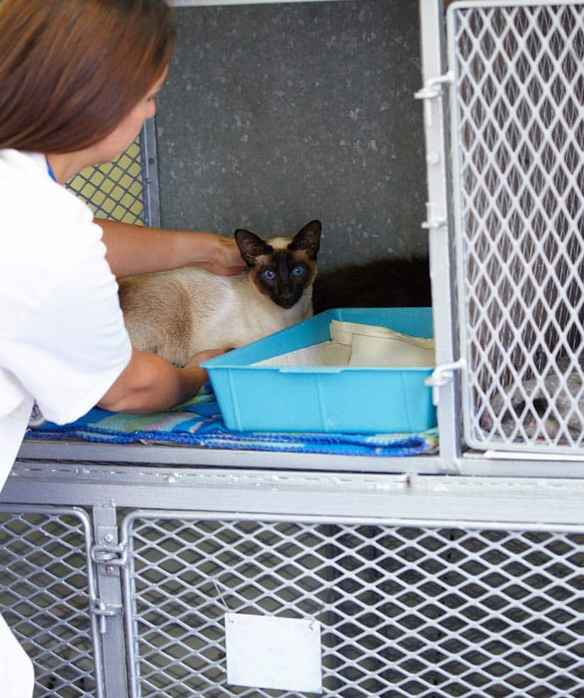 SERVICES_0004_taking-the-best-care-of-your-animals-female-vet-carefully-putting-siamese-cat-patient-into-its-cage