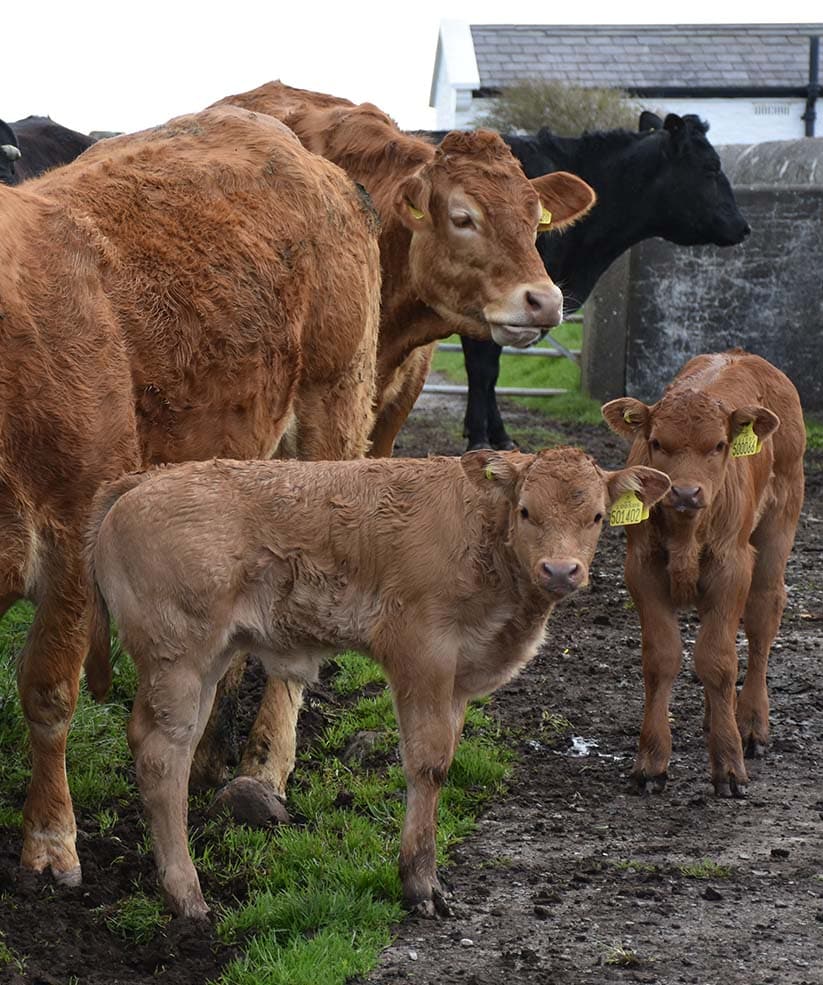 SERVICES_0005_cute-family-of-cows-standing-in-cluster-in-england