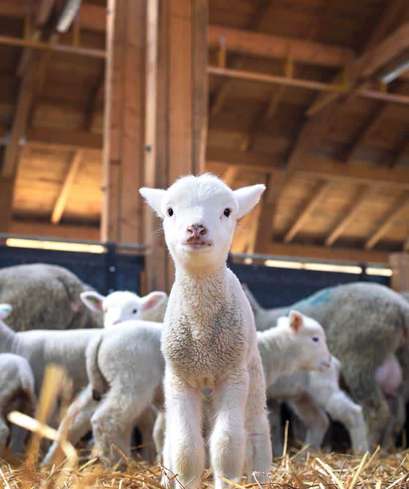 SERVICES_0005_portrait-of-lovely-lamb-staring-at-the-front-in-cattle-barn