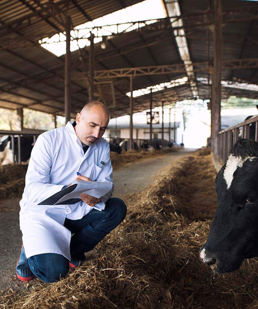 SERVICES_0006_veterinarian-doctor-checking-health-status-of-cattle-at-cows-farm
