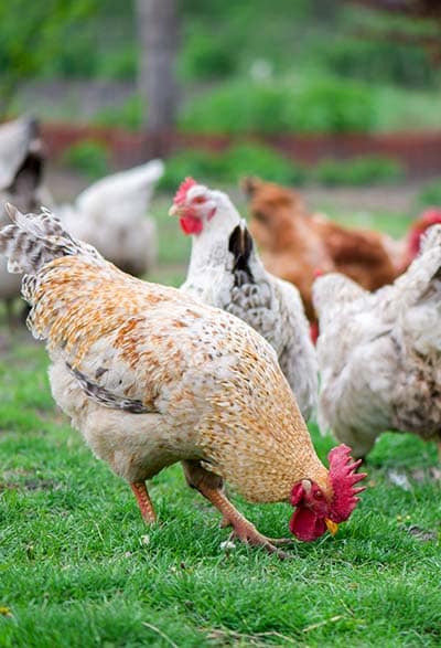 gabari_0000_the-great-cock-cock-on-the-sunny-walk-beautiful-cock-in-the-pen-for-chickens-in-the-village-close-up