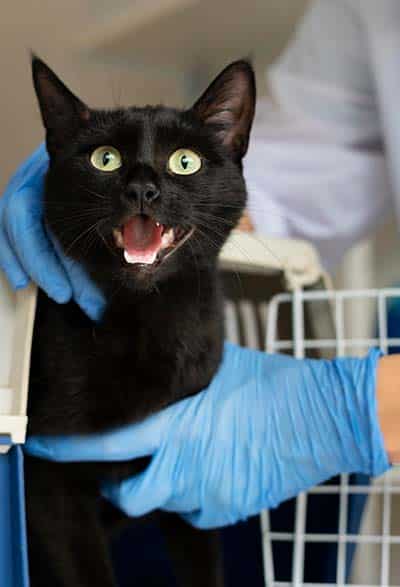 gabari_0001_close-up-on-veterinarian-taking-care-of-cat