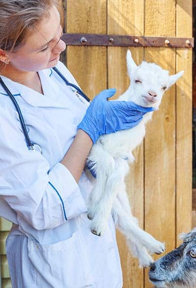 gabari_0001_young-veterinarian-woman-with-stethoscope-holding-and-examining-goat-kid-on-ranch-background-young-goatling-