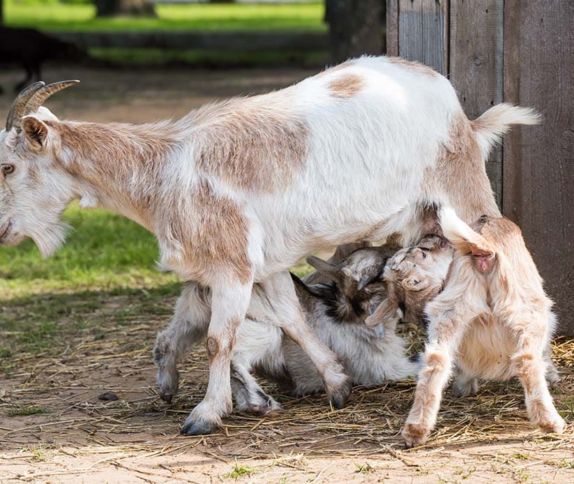 gabari_0002_goat-mother-feeding-her-baby-in-the-pasture-two-little-goats-drink-milk