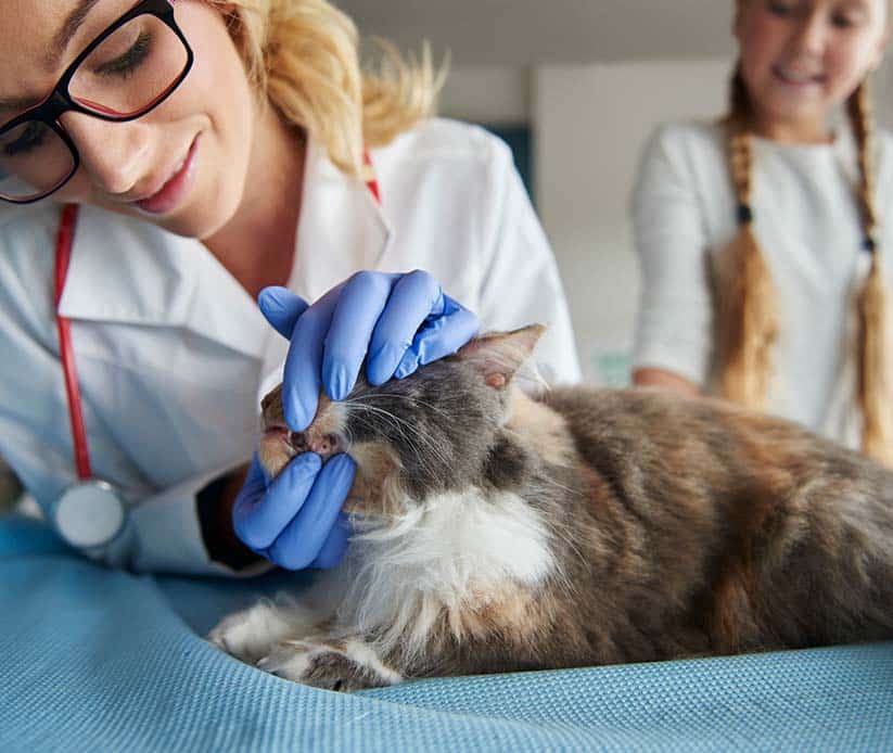 gabari_0002_vet-checking-condition-of-cat-s-teeth