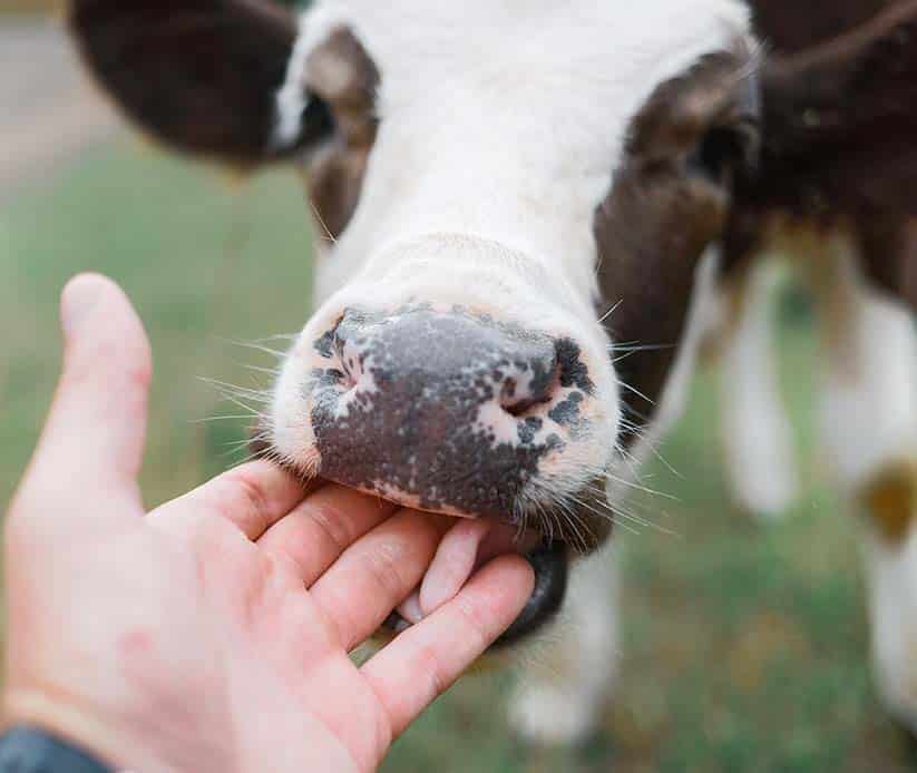 gabari_0002_young-curious-calf-licks-his-hand-the-farming-of-cattle