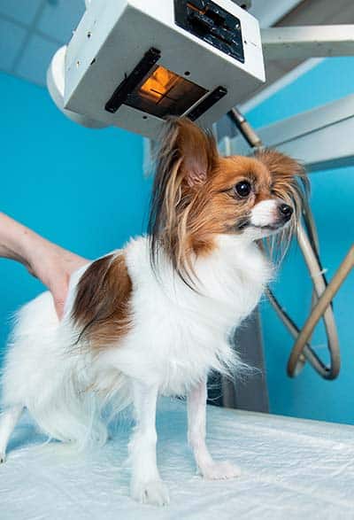 gabari_0003_the-domestic-dog-stands-on-the-table-under-the-xray-machine
