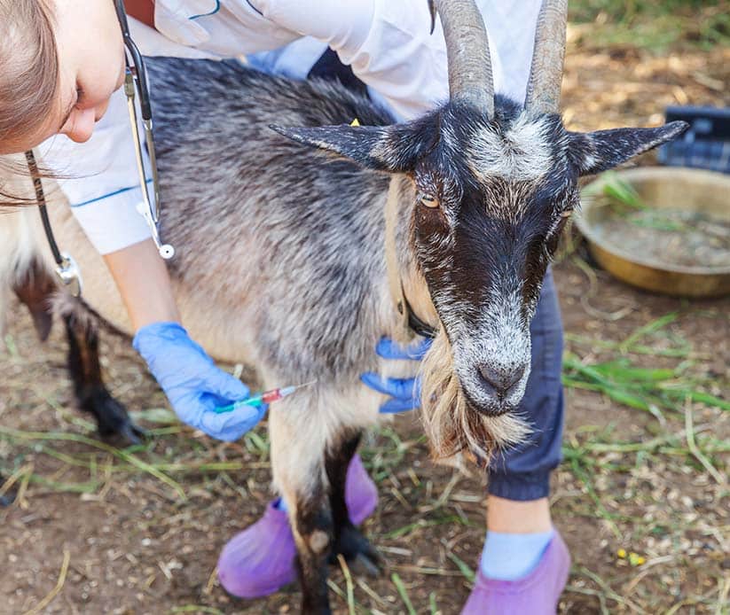 gabari_0003_veterinarian-woman-with-syringe-holding-and-injecting-goat-on-ranch-background-young-goat-with-vet-hands-vac