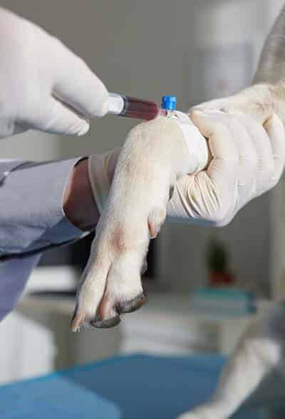 gabari_0004_canine-blood-collection
