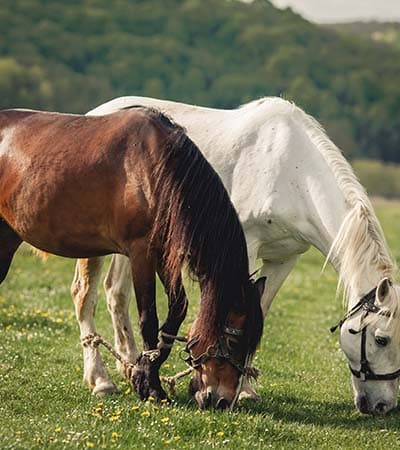 gabari_0004_horse-alezan-brown-ride-mane