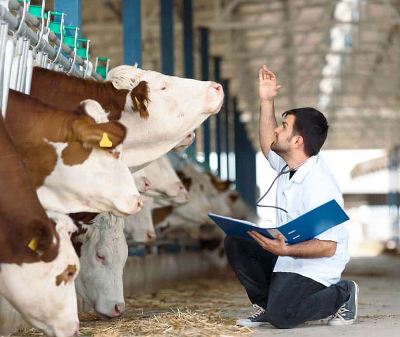 gabari_0005_cow-veterinary-simmental-cattle