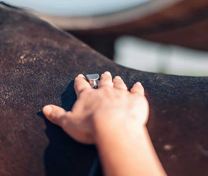 gabari_0005_hand-of-the-veterinarian-placing-stethoscope-on-the-horse-s-back-to-examine-the-breath-veterinary-checkup-of