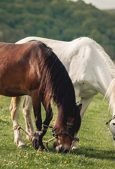 gabari_0005_horse-alezan-brown-ride-mane