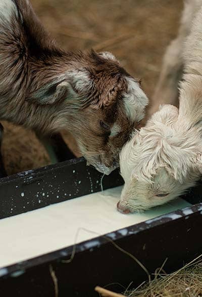 gabari_0006_little-goat-kids-drinks-milk-from-the-drinker