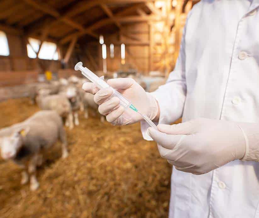 gabari_0006_veterinarian-at-cattle-farm-holding-syringe-and-taking-care-of-livestock-health