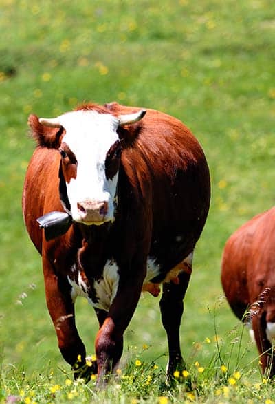 gabari_0007_alpine-mountain-with-cows-in-france-in-spring