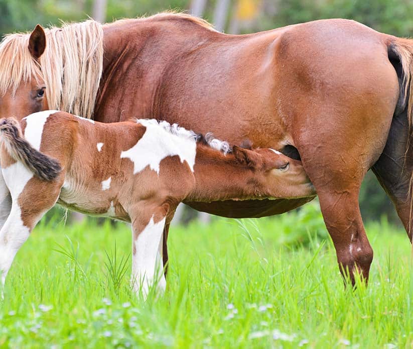 gabari_0008_animal-in-beautiful-nature-brown-baby-horse-suckling-from-mare-in-pasture-filled-with-green-grass-cute-foal-
