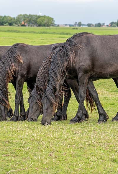 gabari_0008_group-of-horses-grazing-in-the-meadow-with-similar-standing-posture
