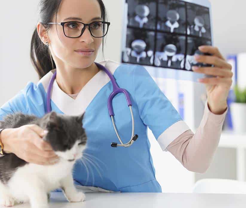 gabari_0008_qualified-female-veterinarian-got-x-ray-result-and-examine-scan-in-office