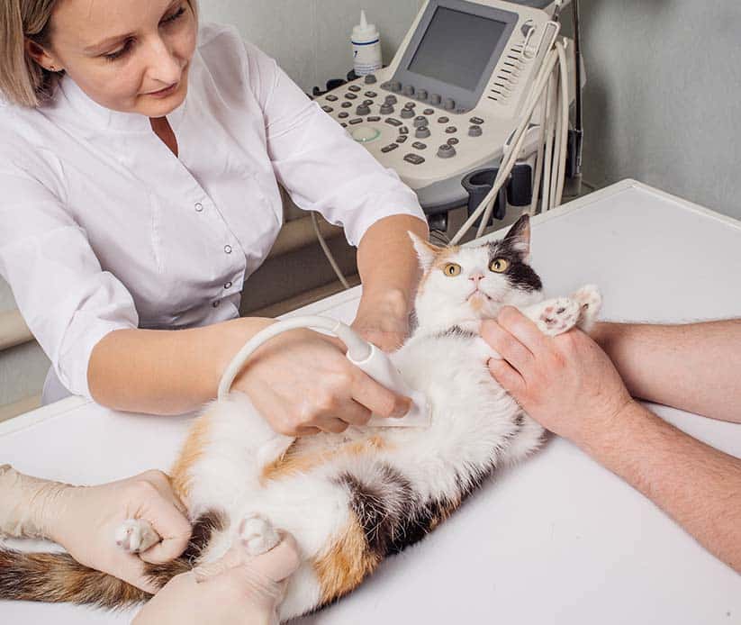 service_0003_cat-having-ultrasound-scan-in-vet-office