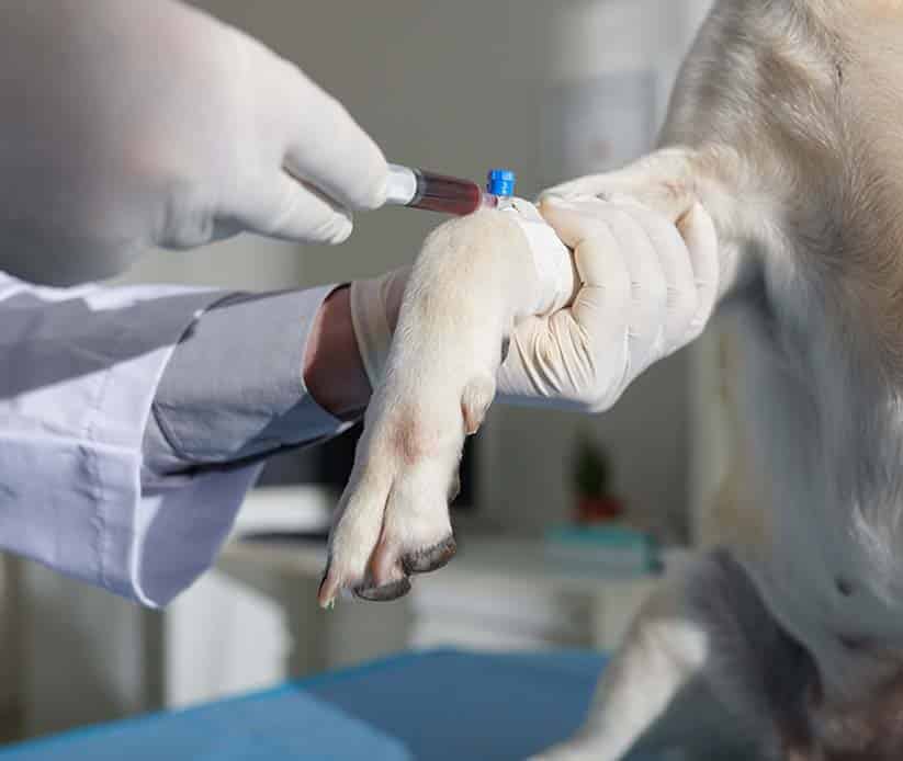service_0004_canine-blood-collection