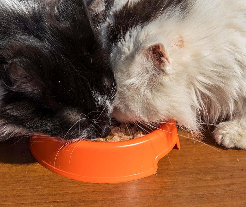 service_0006_cute-cats-eating-their-food-from-orange-plastic-bowl-on-wooden-floor