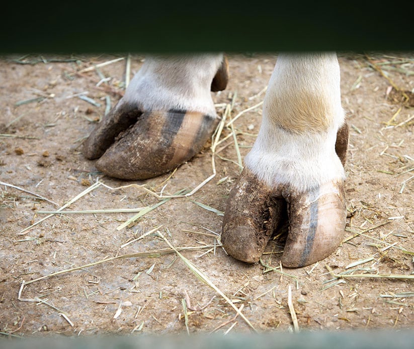 VACHE6SABOT