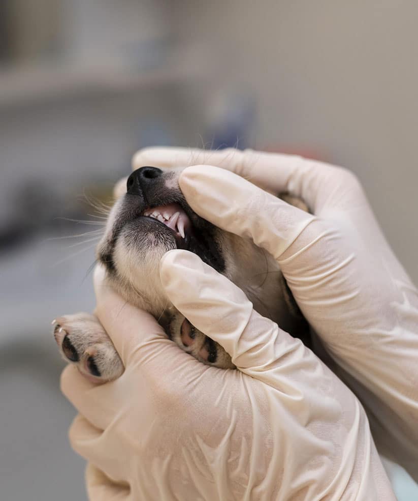dentisterie