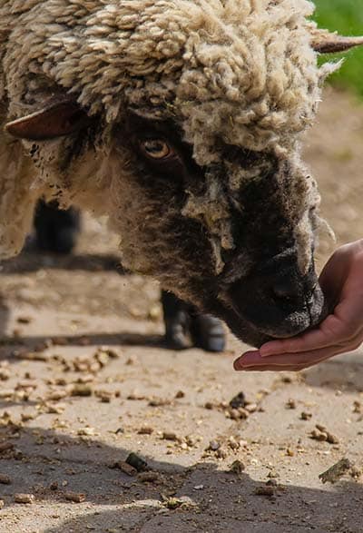 gabari_0002_the-child-feeds-the-sheep-selective-focus