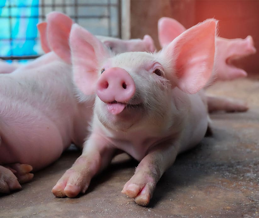 porc