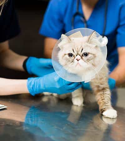 services_0003_cute-persian-cat-with-recovery-cone-after-surgery-at-the-veterinarian-woman-and-man-vet-putting-bandage-on